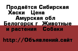 Продаётся Сибирская Хаски › Цена ­ 10 000 - Амурская обл., Белогорск г. Животные и растения » Собаки   